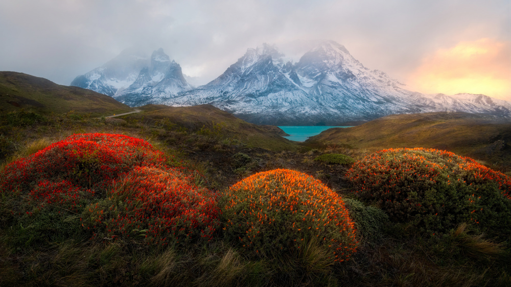 Spring in Patagonia a Rong Wei
