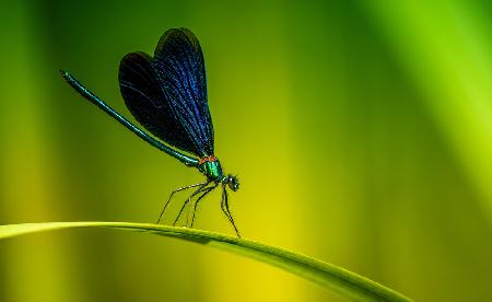 Beautiful demoiselle