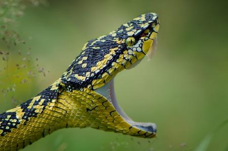 borneo viper