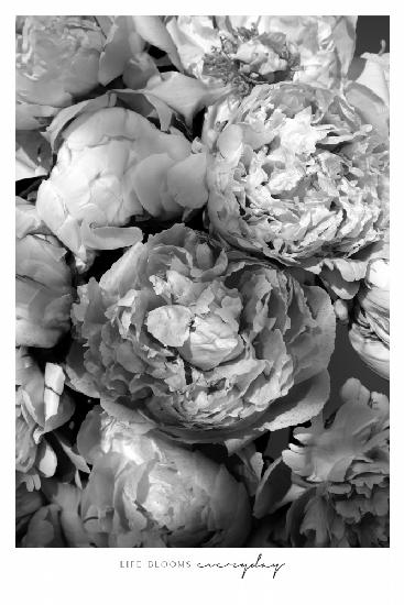 Life blooms everyday peonies bw