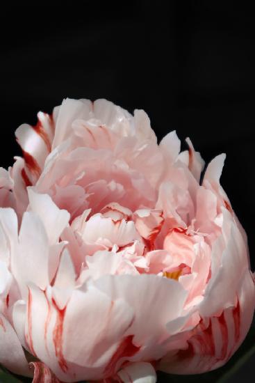 Blush peony VIII