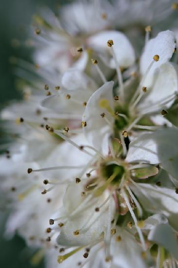 Spring blooms II