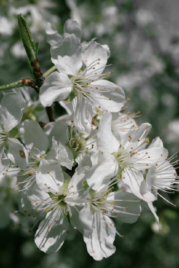 Spring blooms IV