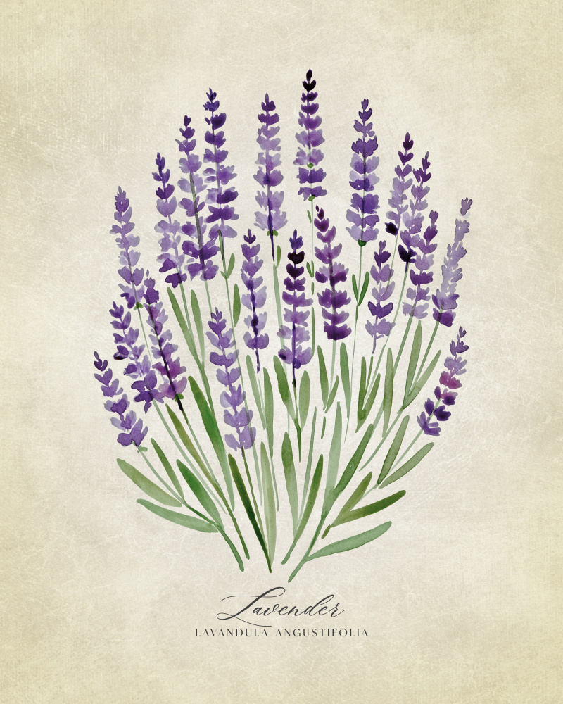 Lavender vintage a Rosana Laiz Blursbyai