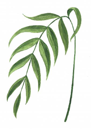 Leire green branch