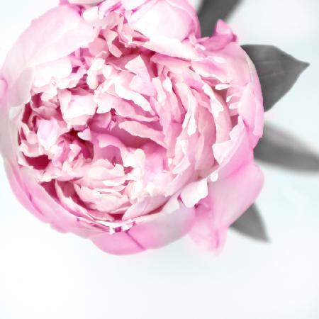 Pink peony III