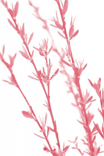 Pink dainty branch
