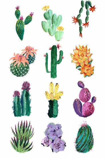 Collection of cacti
