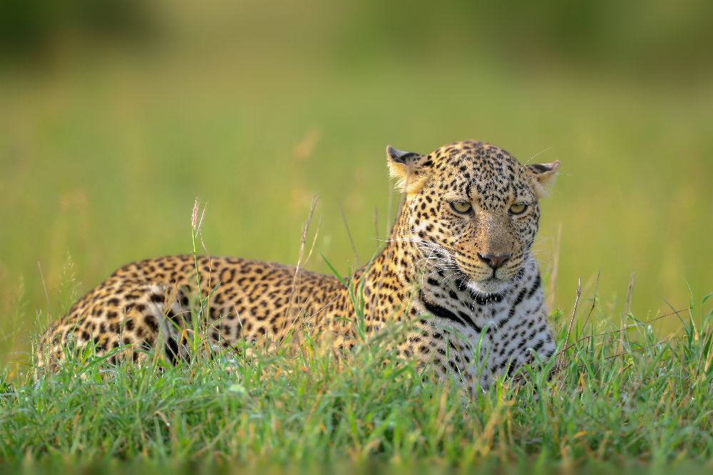The Leopard a Roshkumar