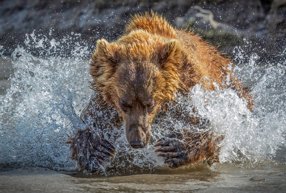 Bear Action a Roshkumar