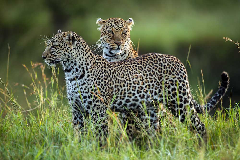 Leopard Family a Roshkumar