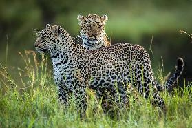 Leopard Family