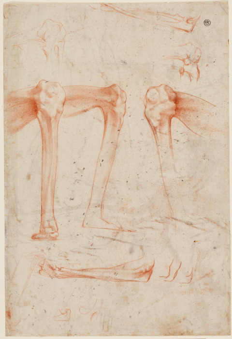 Studies of legs, knees and arms a Rosso Fiorentino