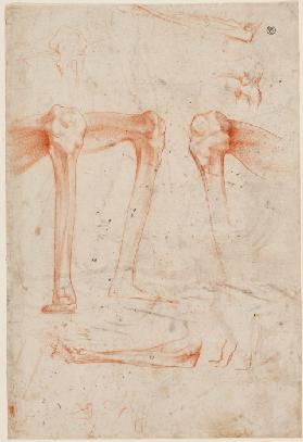 Studies of legs, knees and arms