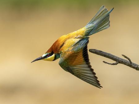 bee-eater