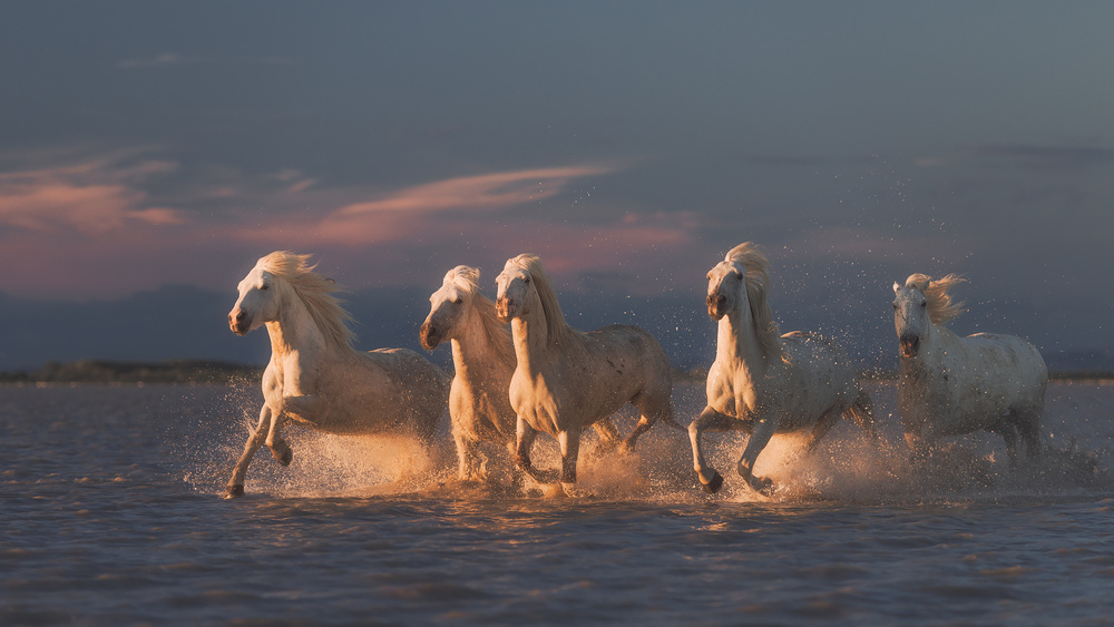 Camargue horses on sunset a Rostovskiy Anton