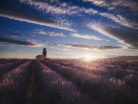 lavender sunrise