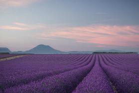 Lavender field