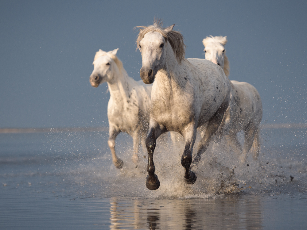 Camargue white horses a Rostovskiy Anton