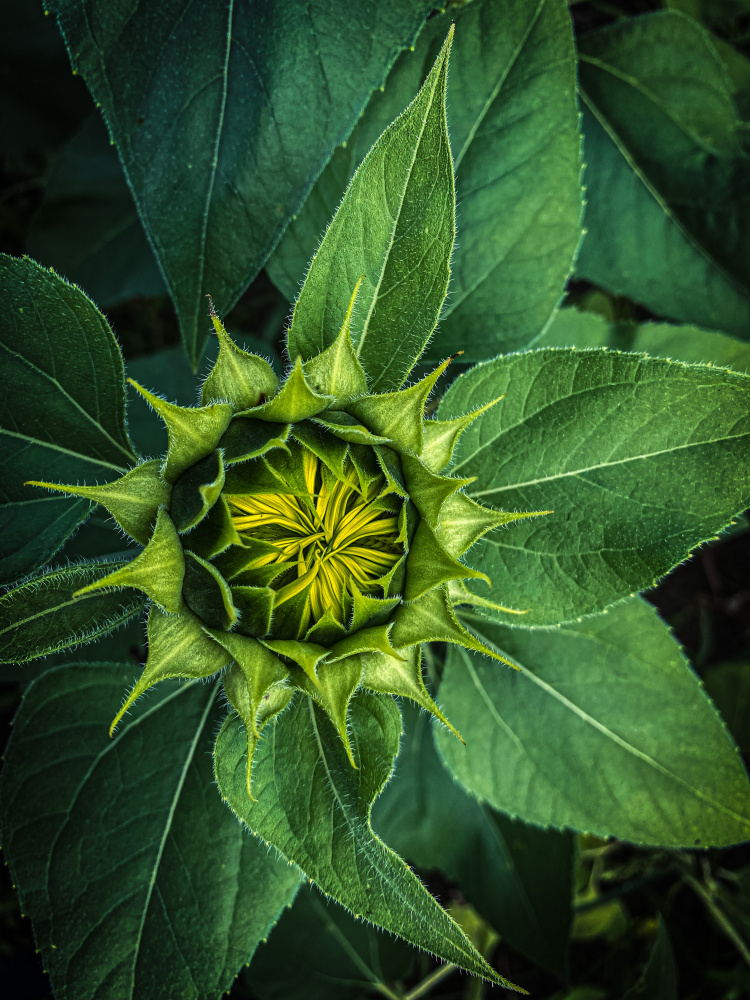 Sunflower ready to bloom a Ruchi Jadiye
