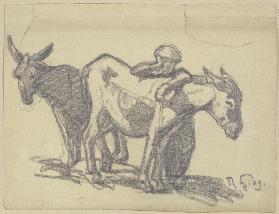 Boy with two donkeys