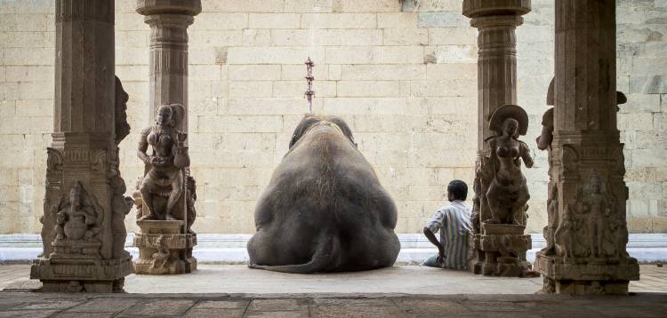 The Elephant & its Mahot a Ruhan