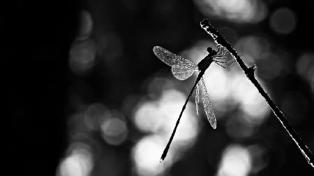 Dragonfly by light