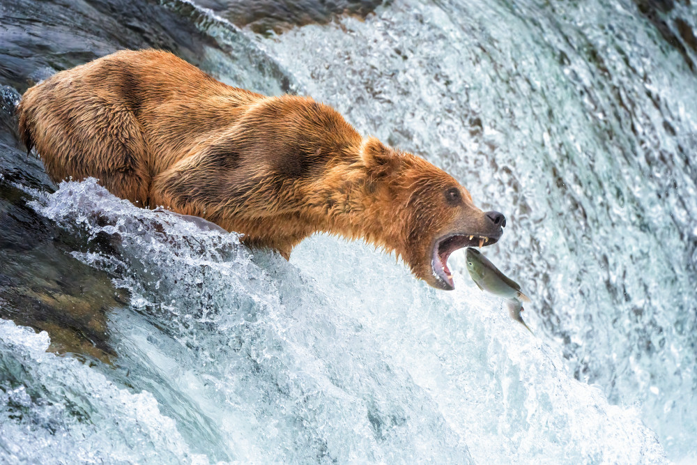 Grizzly Bears Salmon Spectacle a Ruiqing P.