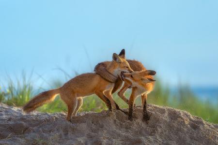 Red Foxes Playing on Beach