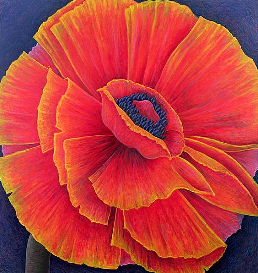 Big Poppy, 2003 (oil on canvas)  a Ruth  Addinall