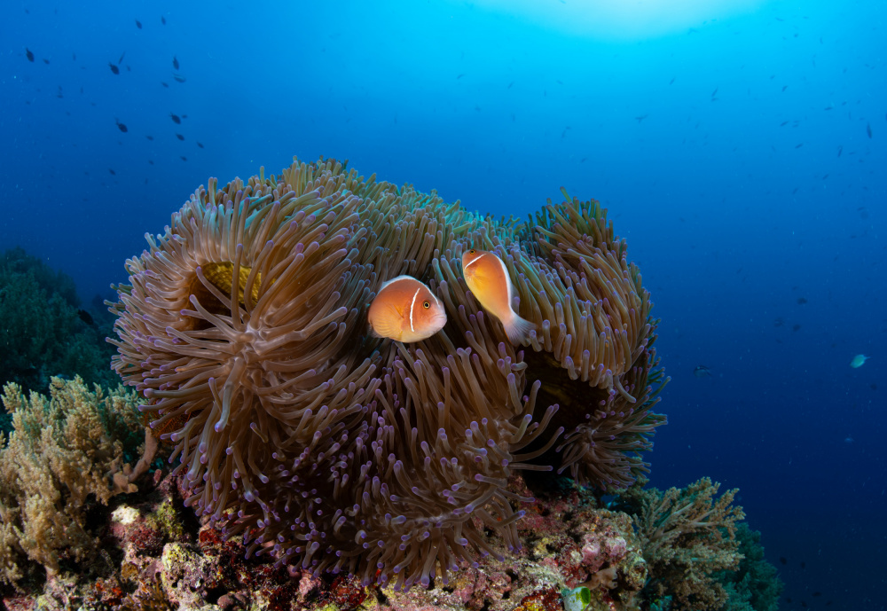 anemone with silverback clownfish a Ryan Y Lin