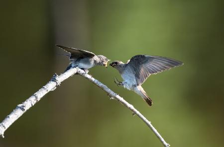 Feeding