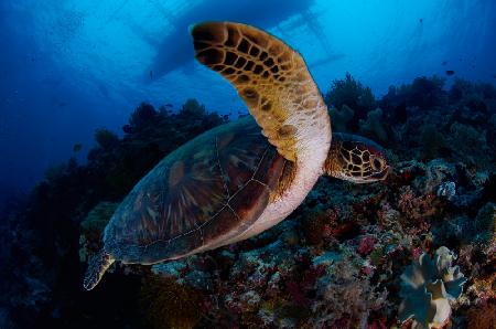 Green sea turtle