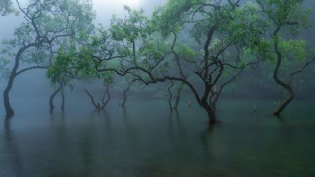 Greenery on the water