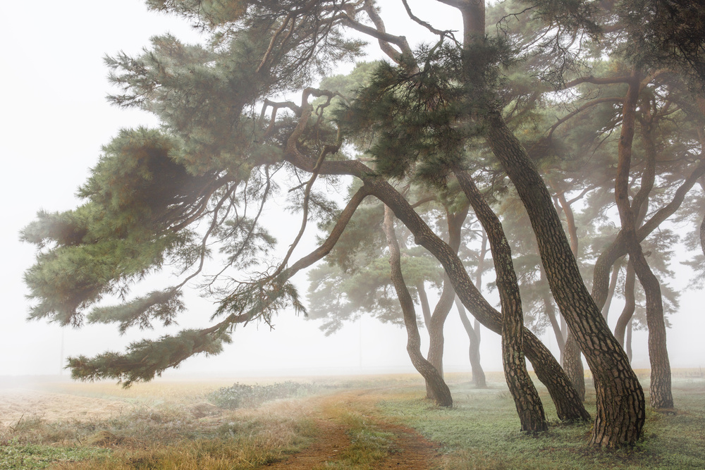 Pine Grove in Fog-2 a Ryu Shin Woo