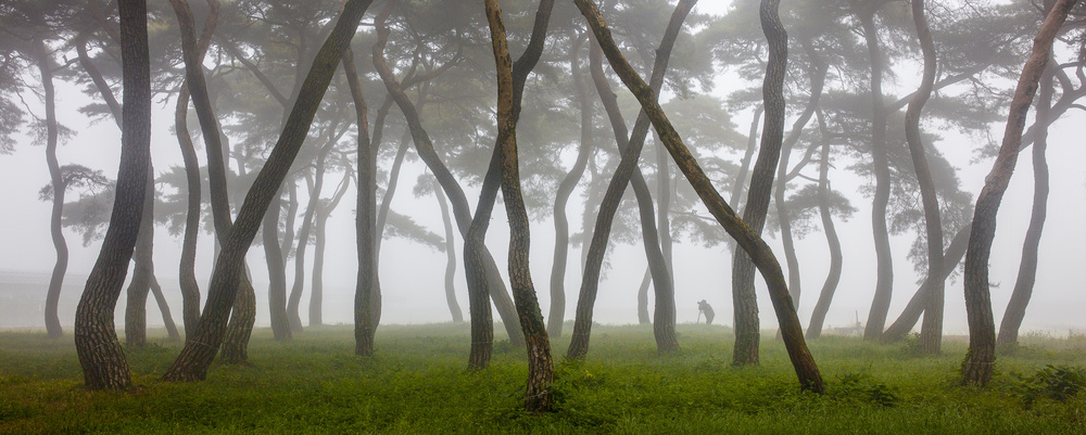 Pine Grove in Fog-4 a Ryu Shin Woo