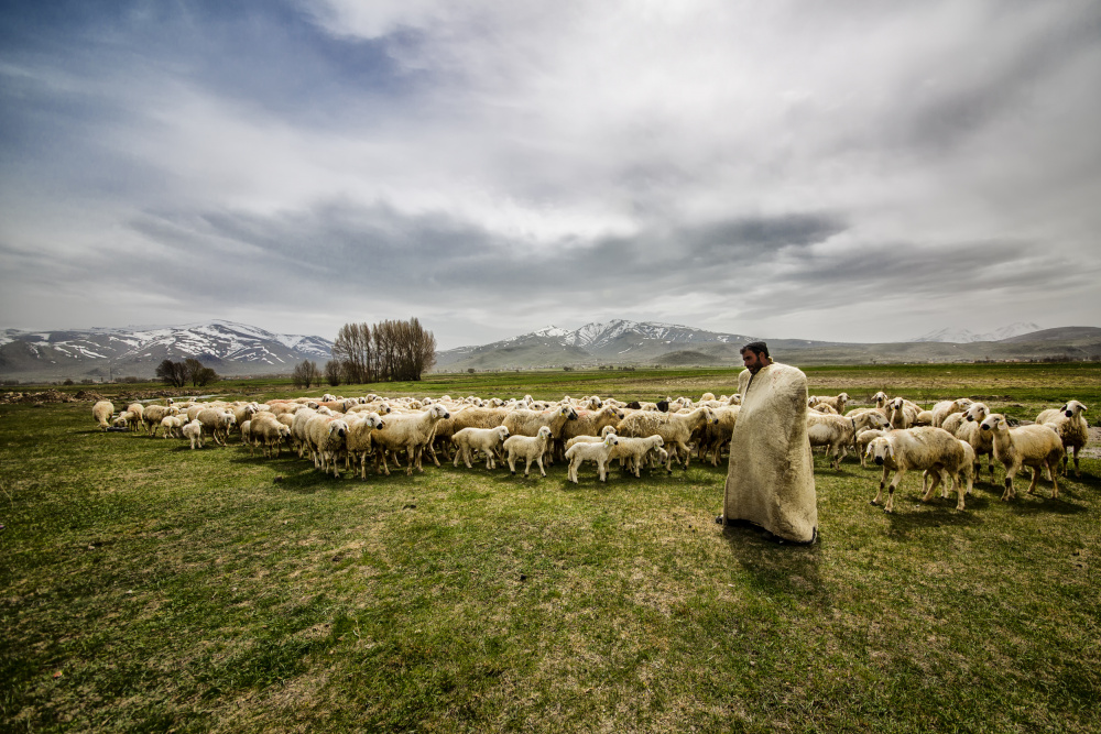 shepherd a S. Aktrk