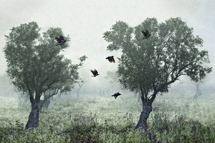 Crows in the mist a S. Amer