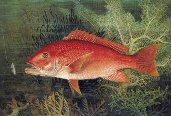 Red Snapper, from 'Game Fishes of the United States', published 1878 (chromolitho) a S.A. Kilbourne