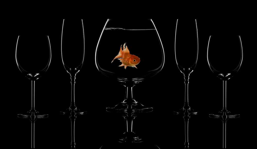 Glass fish a saleh swid