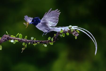 Flycatcher with his food