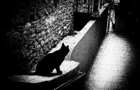 Chat noir