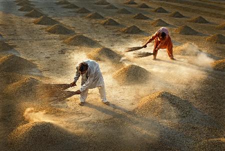 Drying Rice