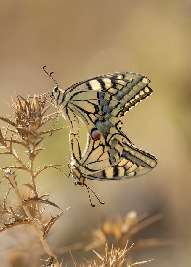 papilio