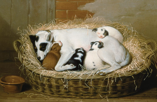 Bitch with her Puppies in a Wicker Basket a Samuel de Wilde