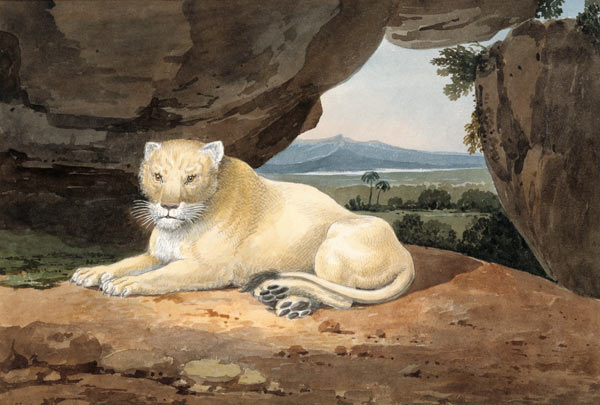 Lioness a Samuel Howitt