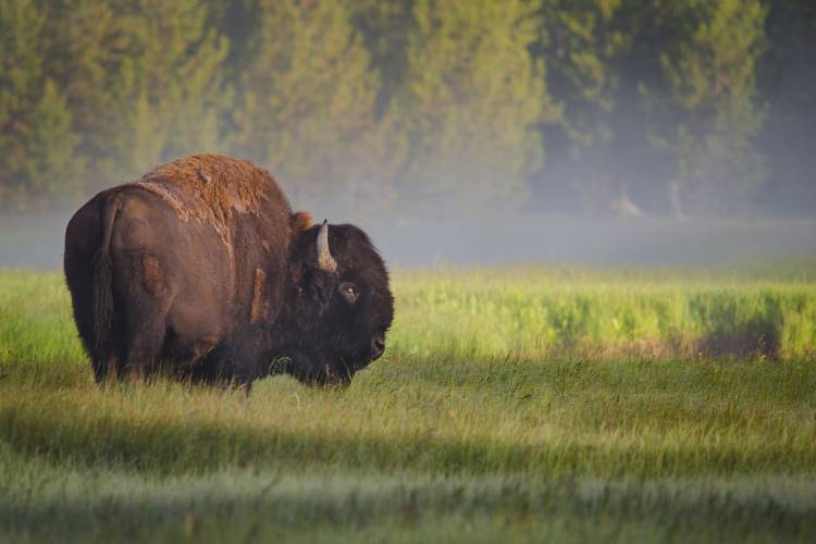 Bison in Morning Light a Sandipan Biswas