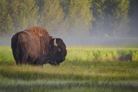 Bison in Morning Light