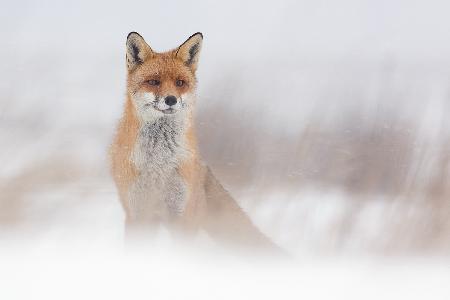 Fox in snowstorm