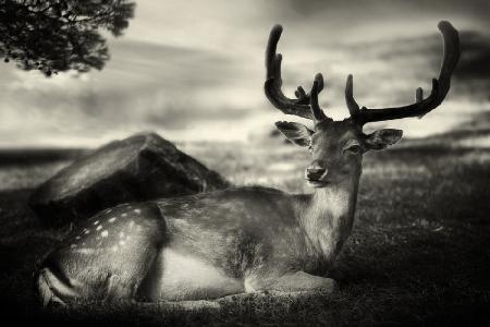 Resting Bambi